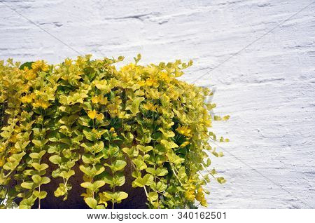 Golden Creeping Jenny, Scientific Name Lysimachia Nummularia, In A Cache-pot Against A White Brick W