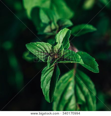 Closeup Macro Shot Of The Blossom And The Leaves Of A Herbal Basil Plant, View From Top Down, High A
