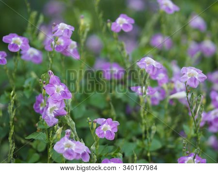 Pink Violet Flower Zimbabwe Creeper, Pink Trumpet Vine, Trumpet Vine Name Happiness Is A Semi-shrub