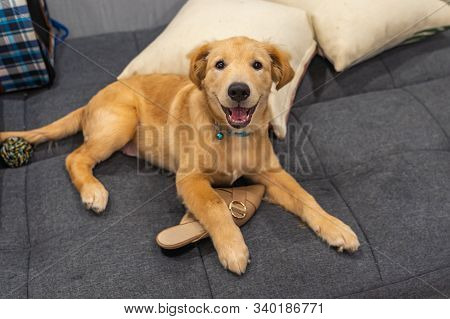 Smiling Golden Puppy Playing With A Shoe At Living Room