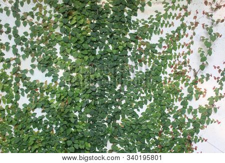 Plant With A Growth Habit Of Trailing Or Scandent (that Is, Climbing) Stems, Lianas Or Runners Wall 