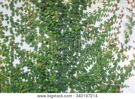 Plant With A Growth Habit Of Trailing Or Scandent (that Is, Climbing) Stems, Lianas Or Runners Wall 