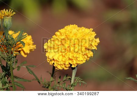 Vintage Background Little Flowers, Nature Beautiful, Toning Design Spring Nature.bright Yellow Merig