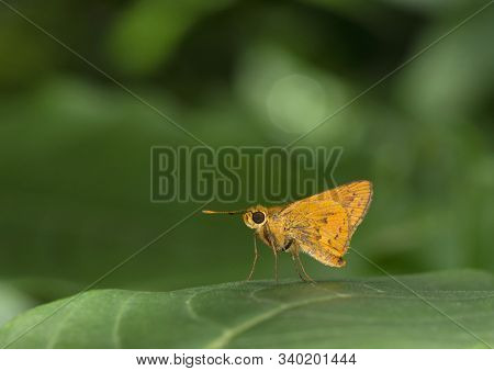 Tamil Dart Butterfly, Taractrocera Ceramas At Mumbai, Maharashtra, India