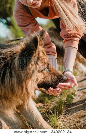 Dog Drinking From Owner Palms. Young Sports Happy Woman Plays With German Shepherd Dog Near Lake. Au