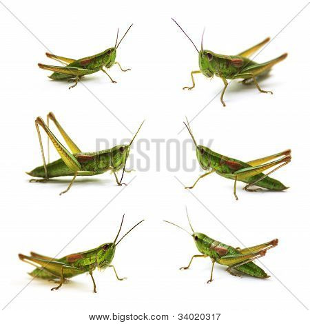 Saltamontes