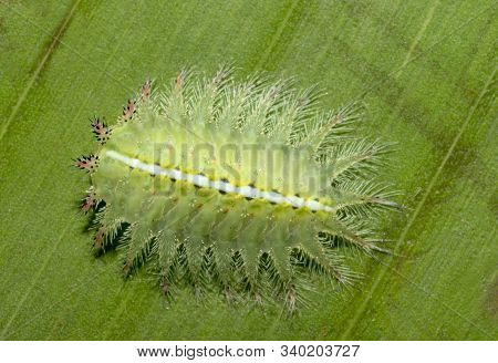 Limacodid Moth Caterpillar On A Leaf At Mumbai, Maharashtra, India