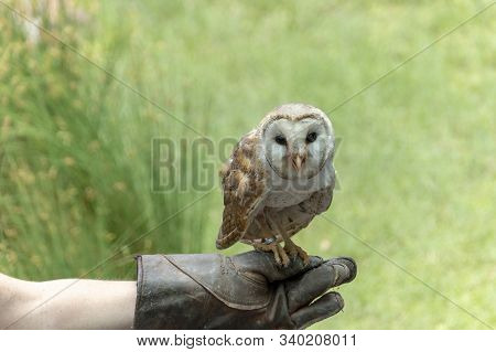 A Close Up View Of A Barn Owl Getting Ready To Take Flight From A Gloved Handler
