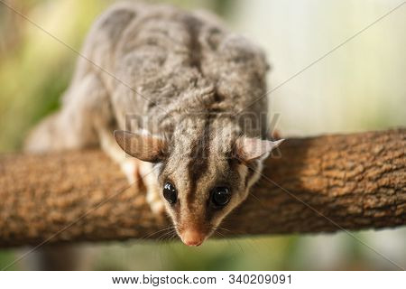 Squirrel Glider