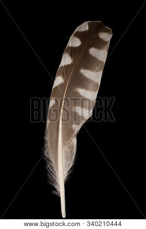 Beautiful Curlew Feather Numenius Phaeopus Close Up