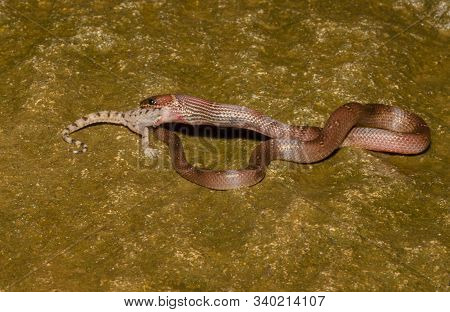 Common Wolf Snake Eating Gecko, Lycodon Aulicus At Vasai In Maharashtra, India
