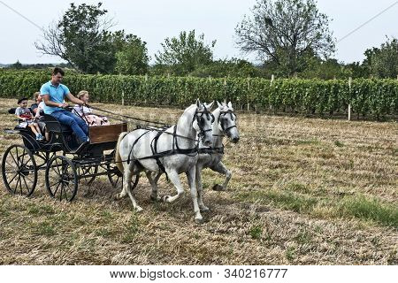 Aradac, Serbia, September 07, 2019. Traditional Celebration Of The Beginning Of Grape Harvesting Tha