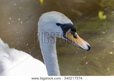 A Close Up Top View Of A Swan Sitting In The Murky Water
