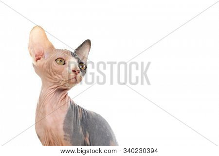 Slim cat without hair 