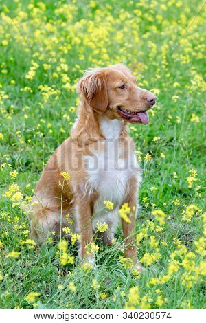 Beautiful brown breton dog in a meadow with many yellow flowers