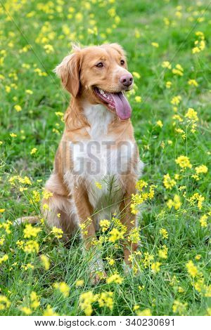 Beautiful brown breton dog in a meadow with many yellow flowers