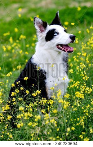 Beautiful black and white Border Collie dog with eyes with different colors
