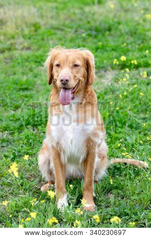 Beautiful brown breton dog in a meadow with many yellow flowers