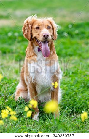 Beautiful brown breton dog in a meadow with many yellow flowers