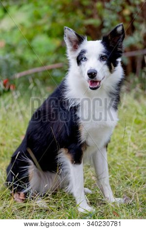 Beautiful black and white Border Collie dog with eyes with different colors