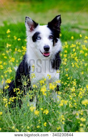 Beautiful black and white Border Collie dog with eyes with different colors