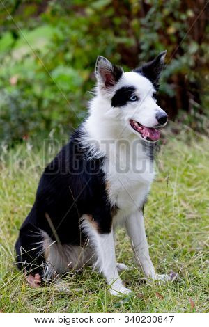 Beautiful black and white Border Collie dog with eyes with different colors