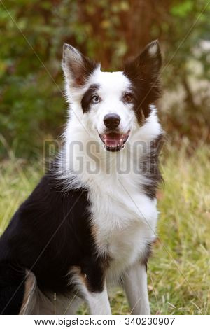 Beautiful black and white Border Collie dog with eyes with different colors