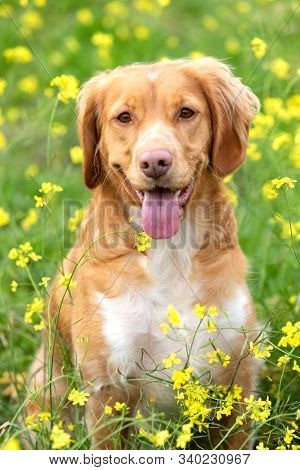 Beautiful brown breton dog in a meadow with many yellow flowers
