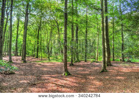 Mysterious View Into A Green Forest In Northern Eruope