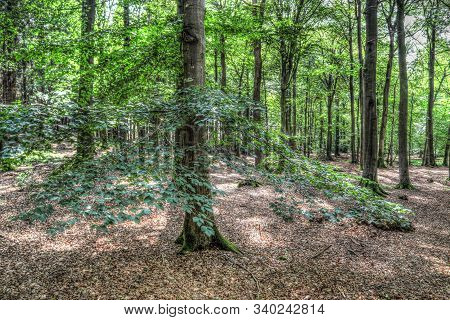 Mysterious View Into A Green Forest In Northern Eruope