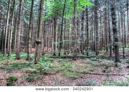 Mysterious View Into A Green Forest In Northern Eruope