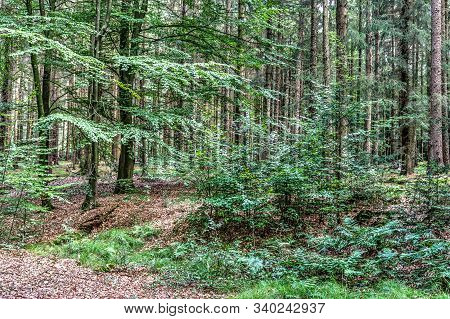 Mysterious View Into A Green Forest In Northern Eruope