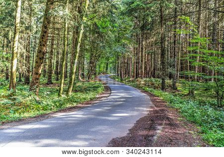Mysterious View Into A Green Forest In Northern Eruope