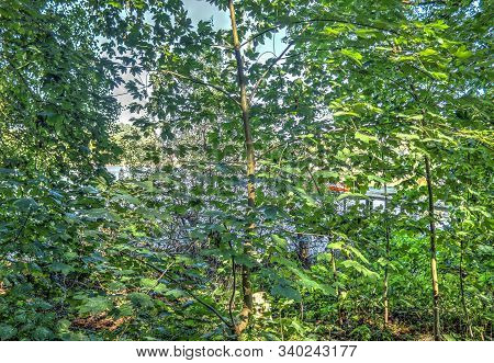 Mysterious View Into A Green Forest In Northern Eruope