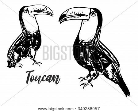 Toucan Sketch Set, Tropical Bird In Different Positions. American Forest Toco Toucan Bird. Exotic Wi