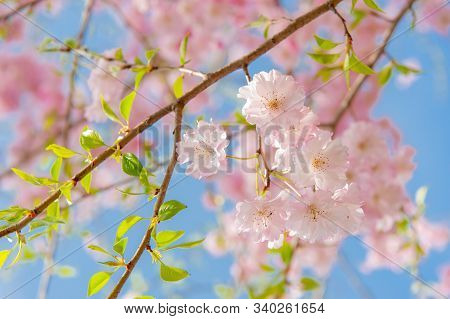 Cherry Blossom Festival At Chidorigafuchi Park, Beautiful Sakura In Full Bloom In A Famous Touristic