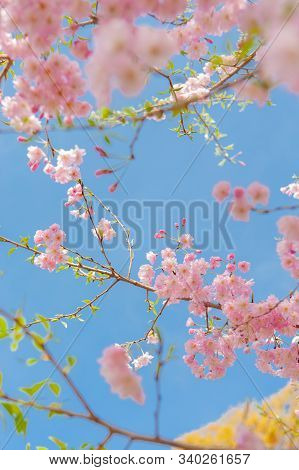 Cherry Blossom Festival At Chidorigafuchi Park, Beautiful Sakura In Full Bloom In A Famous Touristic