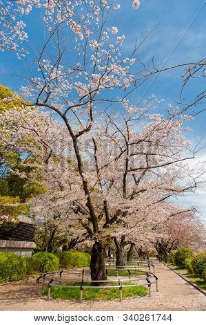 Cherry Blossom Festival At Chidorigafuchi Park, Beautiful Sakura In Full Bloom In A Famous Touristic