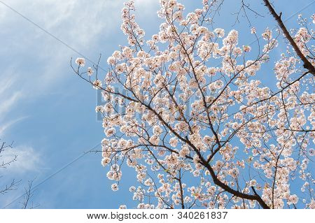 Cherry Blossom Festival At Chidorigafuchi Park, Beautiful Sakura In Full Bloom In A Famous Touristic