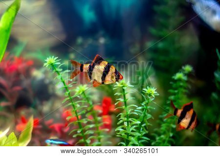 Tiger Barbs Or Sumatra Barbs (puntius Tetrazona) In A Home Decorative Aquarium - Bright Tropical Fis