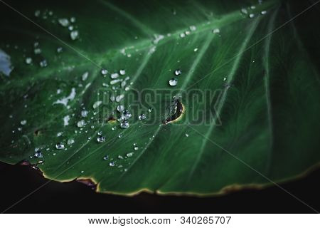 Tropical Leaves, Blue-green Leaves, Natural Leaves