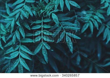 Tropical Leaves, Blue-green Leaves, Natural Leaves
