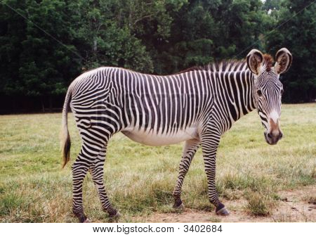 Zebra
