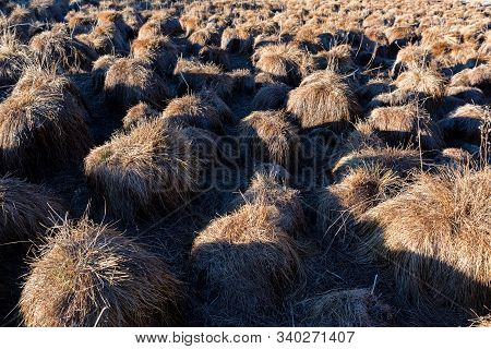 View Of Tussock Field With Hillocks In Autumn