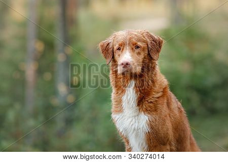 Wet Dog In The Grass. Pet In The Rain. Red Nova Scotia Duck Tolling Retriever In Nature