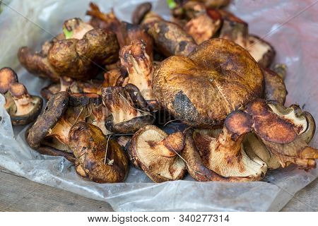 Freshly Picked Forest Mushrooms Paxillus. Vegetarian Food. Selective Focus