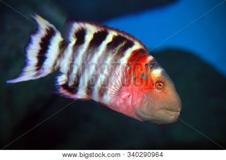 Red-breasted Wrasse Cheilinus Fasciatus Swimming In The Sea Water