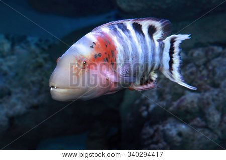 Red-breasted Wrasse Cheilinus Fasciatus Swimming In The Sea Water