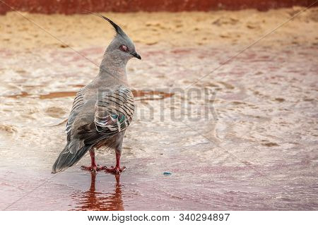 Newcastle, Australia - December 10, 2009: Closeup Of Crested Pigeon With Red Feet In Whte Surfing Wa