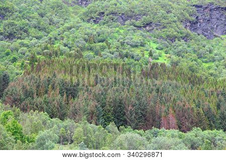Boreal Forest In Norway. Mixed Forest Of Arctic Norway In Nordland Region.